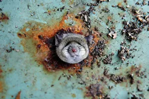 Images Dated 2016 October: A rats head rests as it is constricted in an opening in the bottom of a garbage can in