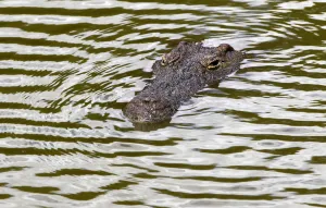 A recaptured crocodile swims in a pen after about 15000 of the animals escaped A recaptured crocodile swims in a pen after about 15000 of the animals escaped