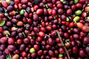 Coffee Prints: Recently harvested coffee fruits are seen at a plantation in Pueblorrico