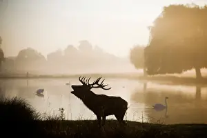 Trending: A red deer stands in the early morning mist in Bushy Park in London