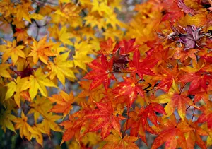RED AND GOLDEN JAPANESE MAPLE LEAVES COLOUR AUTUMN COUNTRYSIDE IN TSUMAGOI, JAPAN