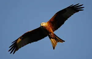 A red kite flys over the Chiltern Hills in southern England