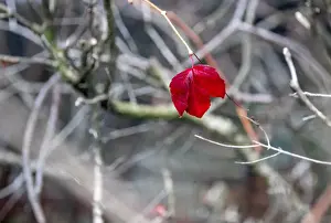 A red leaf is seen at the old jewish part of the Zentralfriedhof cemetery on an autumn
