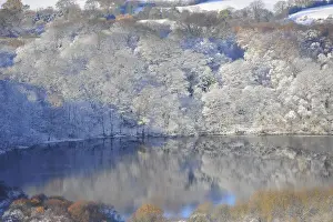 Reflections of snow covered trees are seen in a lake near Sutton Bank