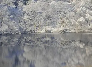 United Kingdom Prints: Reflections of snow covered trees are seen in a lake near Sutton Bank