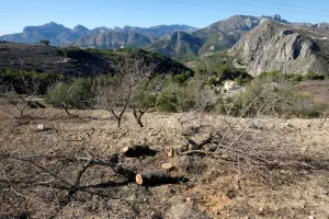 Remains of cut down almond trees in a quarantine area around a tree infected with the Remains of cut down almond trees in a quarantine area around a tree infected with the