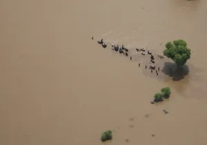 Residents move their cattle through floodwaters in Pakistans Muzaffargarh district Residents move their cattle through floodwaters in Pakistans Muzaffargarh district