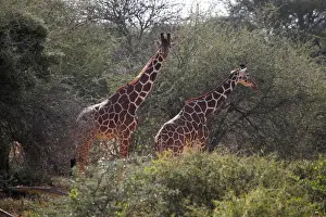 Kenya Prints: Reticulated giraffes graze at the Mpala Research Centre in Laikipia County