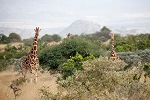 Kenya Prints: Reticulated giraffes graze at the Mpala Research Centre in Laikipia County