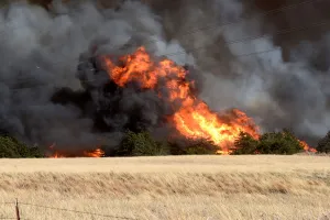 Oklahoma Prints: The Rhea fire burns through a grove of red cedar trees near Seiling