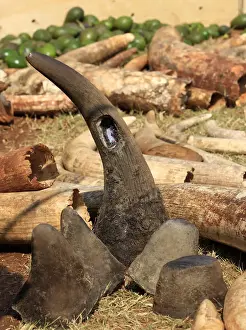 A rhino horn previously fitted with a radio transmitter is seen among elephant tusks