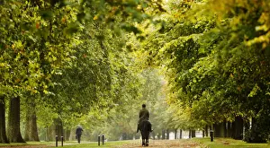 A rider exercises a horse Hyde Park on an autumn morning in London
