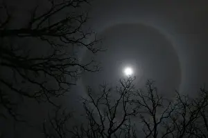A ring, caused by a refraction of moonlight through ice crystals suspended in the upper atmosphere