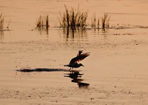 Belarus Prints: The rising sun illuminates a gull feeding in a lake near the town of Vileika