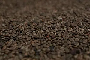 Roasted coffee beans are seen at the coffee company of Simexco Dak Lak Limited in