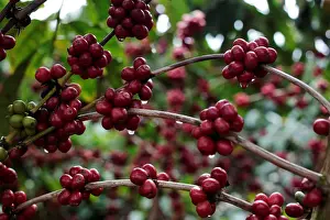 Robusta coffee fruits are seen at a plantation in Nueva Guinea