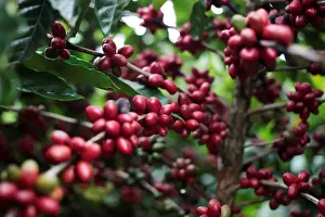 Coffee Prints: Robusta coffee fruits are seen at a plantation in Nueva Guinea