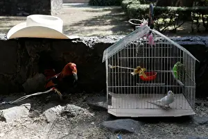 A rooster and birds wait to receive a blessing from a priest on the day of Saint Anthony