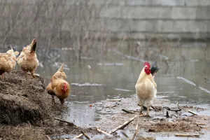 Weather Prints: A rooster is pictured near a flooded area in Shkodra