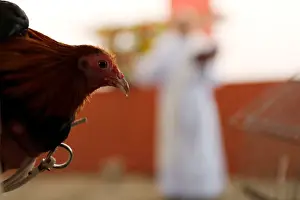 Rooster receives a blessing from a priest on the day of Saint Anthony