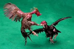 Thailand Prints: Roosters fight during a match with the highest cash reward of cockfighting in Thai