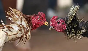 Editor's Picks: Roosters participate in a traditional Malagasy cockfighting contest in Ambohimangakely