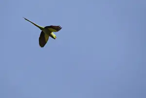 A Rose-ringed Parrot is seen as it flies over the Bungmati Village near Kathmandu