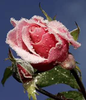 Flower Prints: A rose stands covered with early morning frost in a garden in Austria