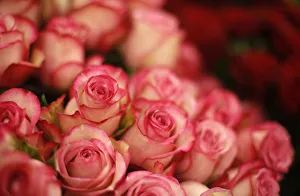 Roses are displayed at a flower stand in central Vienna Roses are displayed at a flower stand in central Vienna