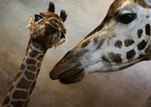 A Rothschild giraffe takes care of its eleven-day-old female offspring named Apolena
