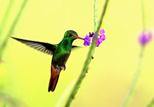 <b class=qtipBold><figcaption>Rp3Dsfcztlaa</figcaption></b><br>A Rufous-tailed Hummingbird (Amazilia rabirrufa) hovers while drinking from a flower at La Selva biological station in Sarapiqui, 80 miles (129 km) north of San Jose, Costa Rica in this picture taken January 12, 2006. The Selva is one of the world's most important sites for tropical ecosystem research. La Selva has about 73% of its area under primary tropical rain forest. Each year, more than 250 scientists from some 25 countries and international students come to La Selva to study tropical ecology. Species diversity include more than, 330 species of trees, and 43 species of birds. Picture taken January 12. REUTERS/Juan Carlos Ulate PP06010215 Rp3Dsfcztlaa