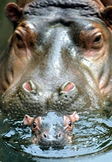 <b class=qtipBold><figcaption>Rp4Drifrhcaa</figcaption></b><br>A newly born hippopotamus swims under the protection of its mother called "Seventh Daughter" at the Tianjin Zoo, 120 km (75 miles) southeast of Beijng, September 19, 2003. "Seventh Daughter" has already given birth to 10 hippopotamus since she arrived at the zoo from Africa. NO RIGHTS CLEARANCES OR PERMISSIONS ARE REQUIRED FOR THIS IMAGE REUTERS/China Photo ASW/CP Rp4Drifrhcaa