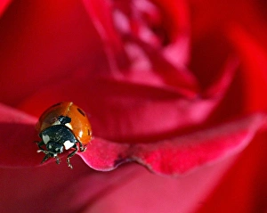 <b class=qtipBold><figcaption>Rp6Drnaqwgad</figcaption></b><br>A ladybird rests on a red rose under the sun at Saladin park in the centre of Jordanian capital Amman April 27, 2005. REUTERS/Ali Jarekji PP05040250 AJ/YH Rp6Drnaqwgad