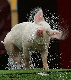 <b class=qtipBold><figcaption>Rp6Drnaswxaa</figcaption></b><br>A piglet shakes off water after diving into a small pool during a pig diving exhibition at Sydney's Royal Easter Show. A piglet shakes off water after diving into a small pool during a pig diving exhibition at Sydney's Royal Easter Show March 18, 2005. The annual show features agricultural exhibitions, competitions and a range of entertainment and food. REUTERS/Tim Wimborne ODLY Rp6Drnaswxaa