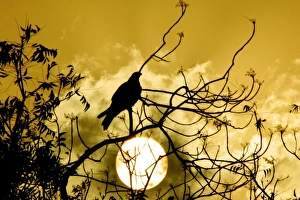 <b class=qtipBold><figcaption>Rp6Drnaszsab</figcaption></b><br>A kite sits on a branch during sunset in New Delhi March 23, 2005. BEST QUALITY AVAILABLE NO RIGHTS CLEARANCES OR PERMISSIONS ARE REQUIRED FOR THIS IMAGE. REUTERS/B Mathur VM/TC Rp6Drnaszsab