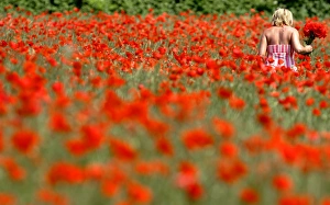<b class=qtipBold><figcaption>Rp6Drnatmsab</figcaption></b><br>A woman picks poppies in a meadow in the southern German town of Bensheim May 29, 2005. REUTERS/Alex Grimm GRI/AA Rp6Drnatmsab