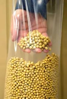 A sample of clean, processed soybeans at Peterson Farms Seed facility in Fargo