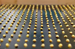 Prints of A sample of soybeans sorted for inspection at Peterson Farms Seed facility in Fargo, North Dakota, U.S. December 6, 2017. Photo taken December 6, 2017. REUTERS/Dan Koeck USA Prints: A sample of soybeans sorted for inspection at Peterson Farms Seed facility in Fargo