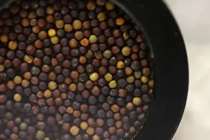 Samples of canola seed await testing in the near-infrared lab at Monsanto Canadas plant