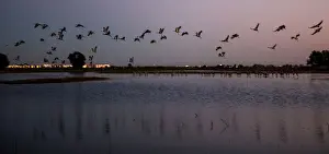California Prints: Sandhill cranes land in flooded fields to roost for the night at the Sandhill Crane