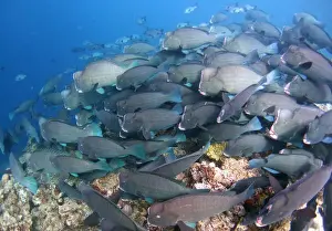 A school of bumphead parrotfish grazes over a reef at Barracuda Point off the Malaysian