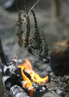 Scorpions and lizards are grilled over a fire during a jungle survival exercise with