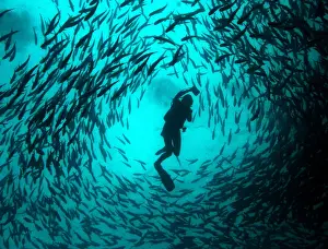 A scuba diver swims in the midle of a school of Jet fish at a diving site near