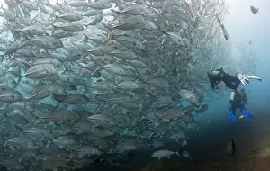 Scuba divers swim near a school of swirling jacks near the USAT Liberty wreck at Tulamben