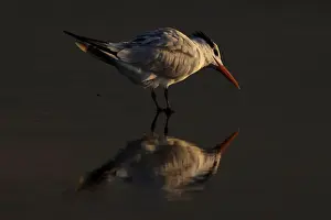 A sea bird is reflected in the water during low tide at Cardiff State Beach in Encinitas