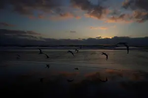 Dailylife Prints: Sea birds fly at low tide along Cardiff State Beach in Encinitas