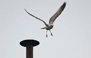 Pope Prints: A seagull flies of from the chimney of the Sistine Chapel in Saint Peters Square during