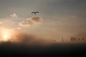 Weather Prints: A seagull flies above the fog-shrouded skyline of New York City