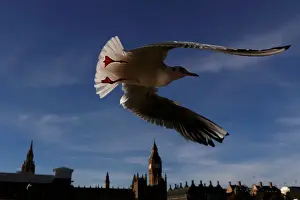A seagull flies past the Houses of Parliament in central London