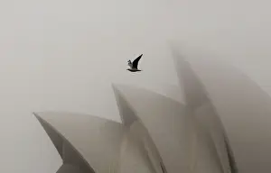 A seagull flies past the Sydney Opera House covered in heavy fog in central Sydney